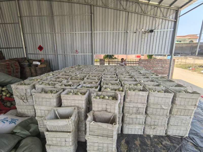海南网纹瓜一件代发产地直发一手货源对接各大电商平台