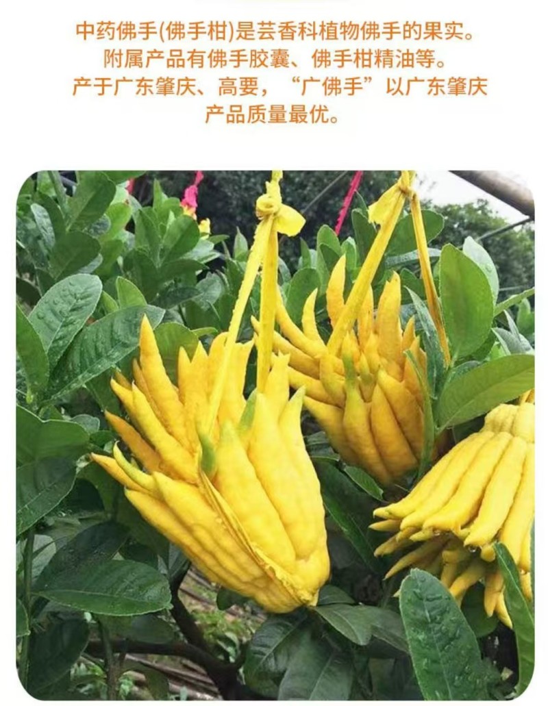 广佛手枝条/中药材佛手枝条/优良品种扦插大量供应