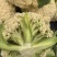 云南半高脚青杆小米花菜大量供应