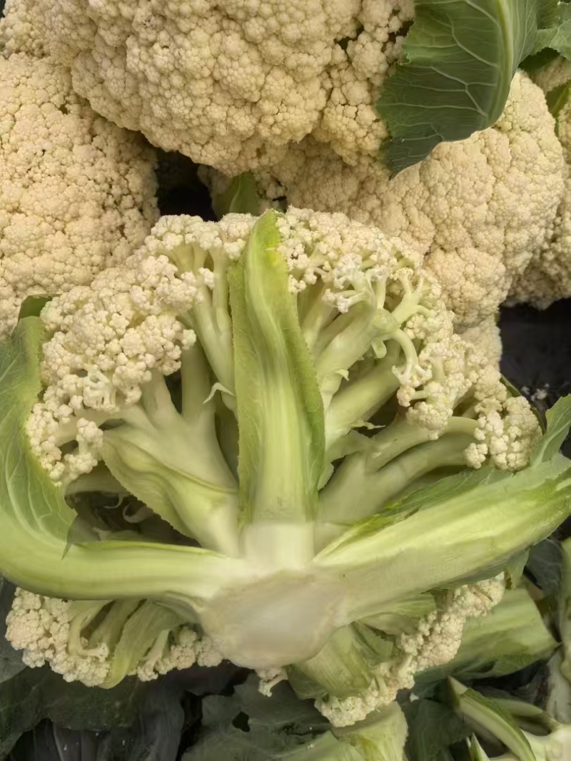 云南半高脚青杆小米花菜大量供应