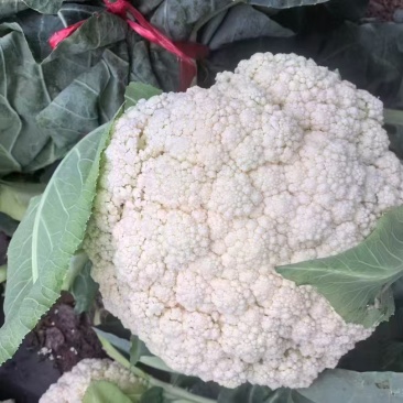 云南半高脚青杆小米花菜大量供应
