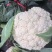 云南半高脚青杆小米花菜大量供应