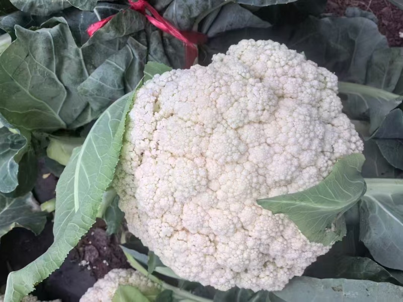 云南半高脚青杆小米花菜大量供应