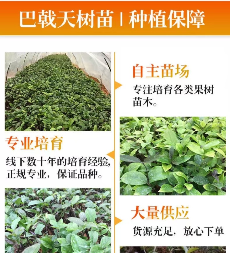 巴戟天枝条/高良品种产量高/巴戟苗供应