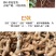 巴戟天枝条/高良品种产量高/巴戟苗供应