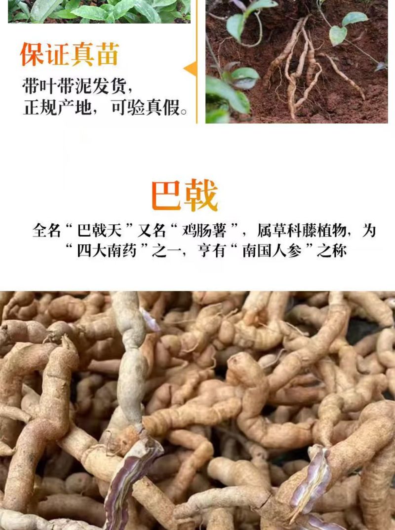 巴戟天枝条/高良品种产量高/巴戟苗供应