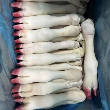 羊蹄