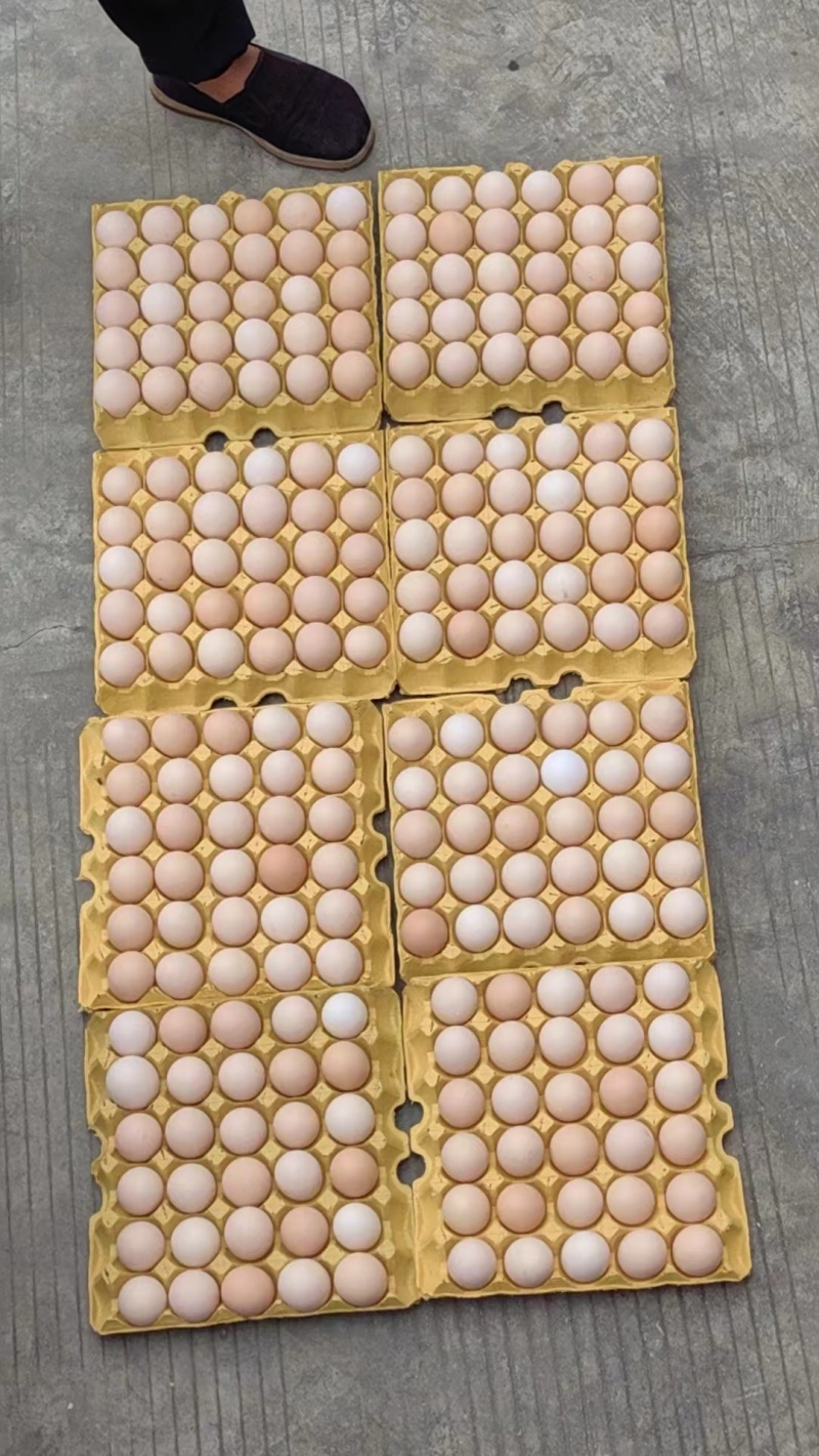 新鲜鸡蛋