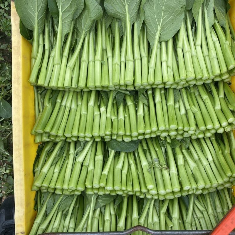 迟花80天菜心种子迟熟茎苔粗大矮脚甜脆无渣高产夏秋青菜蔬
