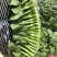 迟花80天菜心种子迟熟茎苔粗大矮脚甜脆无渣高产夏秋青菜蔬