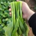 迟花80天菜心种子迟熟茎苔粗大矮脚甜脆无渣高产夏秋青菜蔬