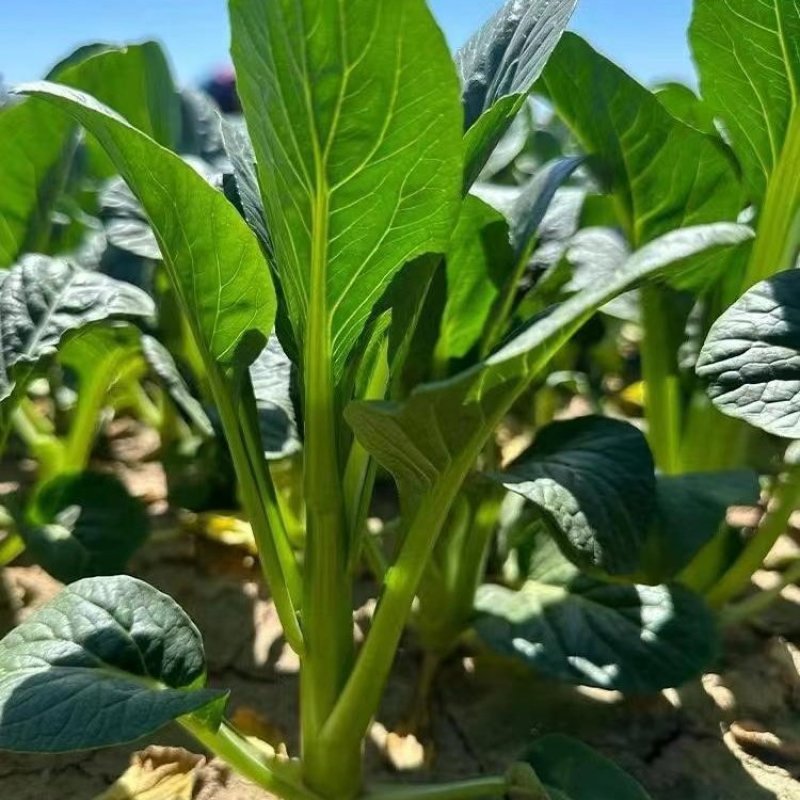 迟花80天菜心种子迟熟茎苔粗大矮脚甜脆无渣高产夏秋青菜蔬