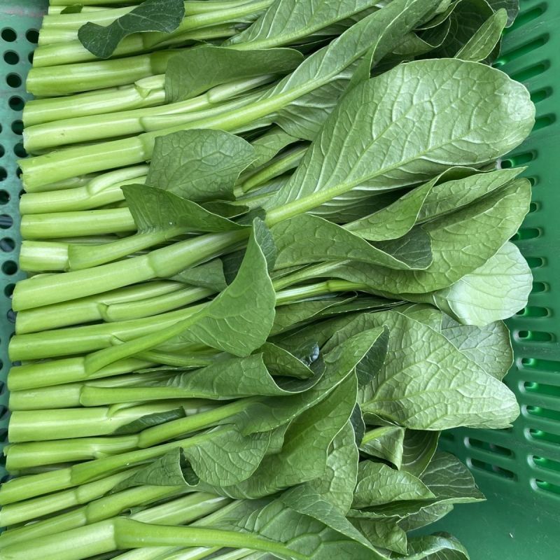 迟花80天菜心种子迟熟茎苔粗大矮脚甜脆无渣高产夏秋青菜蔬