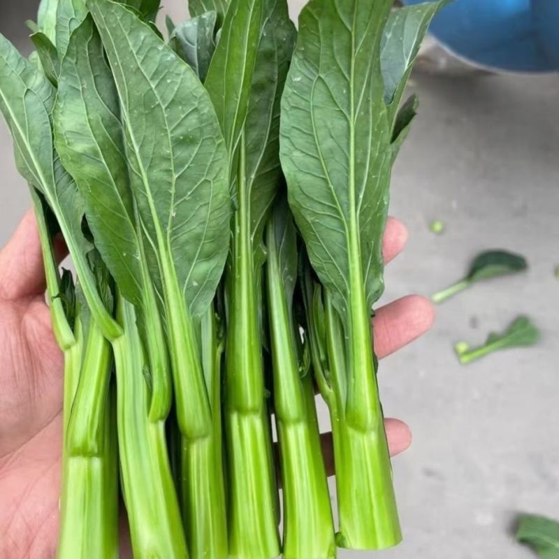 迟花80天菜心种子迟熟茎苔粗大矮脚甜脆无渣高产夏秋青菜蔬