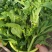 迟花80天菜心种子迟熟茎苔粗大矮脚甜脆无渣高产夏秋青菜蔬