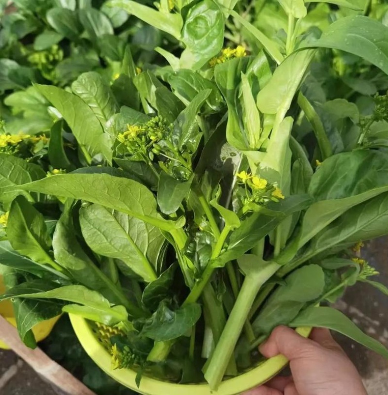 迟花80天菜心种子迟熟茎苔粗大矮脚甜脆无渣高产夏秋青菜蔬