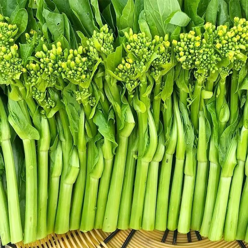 迟花80天菜心种子迟熟茎苔粗大矮脚甜脆无渣高产夏秋青菜蔬