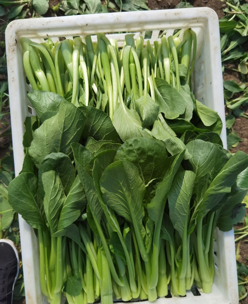 迟花80天菜心种子迟熟茎苔粗大矮脚甜脆无渣高产夏秋青菜蔬