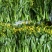 迟花80天菜心种子迟熟茎苔粗大矮脚甜脆无渣高产夏秋青菜蔬