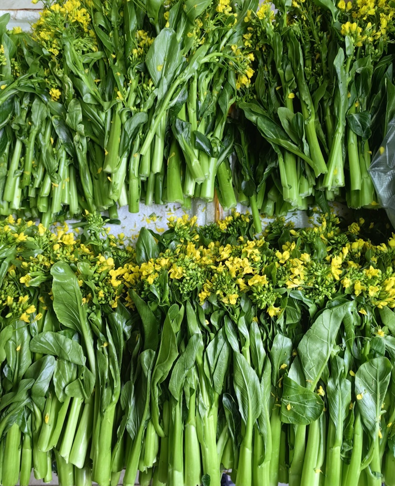 迟花80天菜心种子迟熟茎苔粗大矮脚甜脆无渣高产夏秋青菜蔬