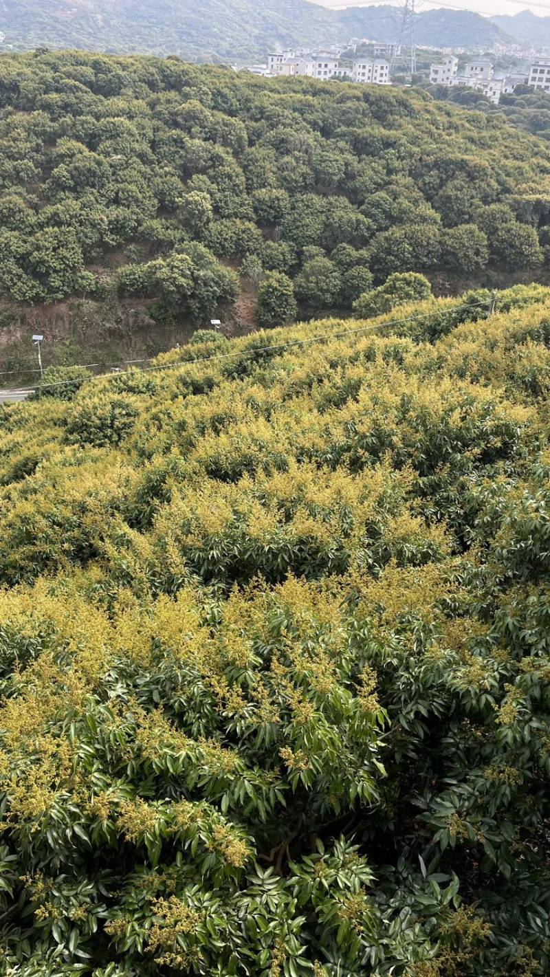 茂名荔枝预售自家果场一手货源产地直发可电商一件代发可批发