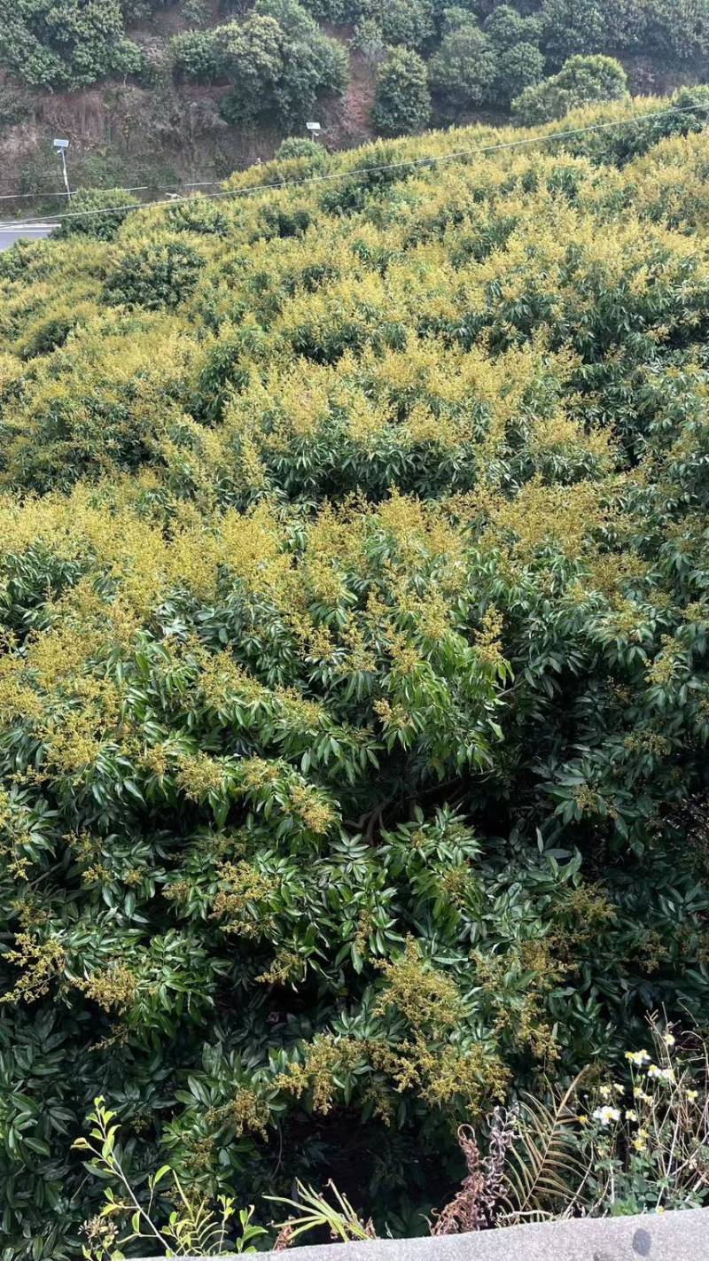 茂名荔枝预售自家果场一手货源产地直发可电商一件代发可批发
