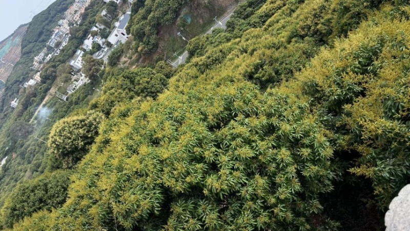 茂名荔枝预售自家果场一手货源产地直发可电商一件代发可批发