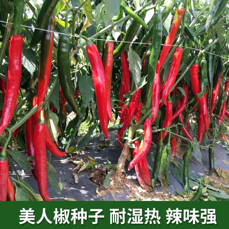 金骄M600美人椒种子中早熟辣味浓香大果高产硬度好耐运