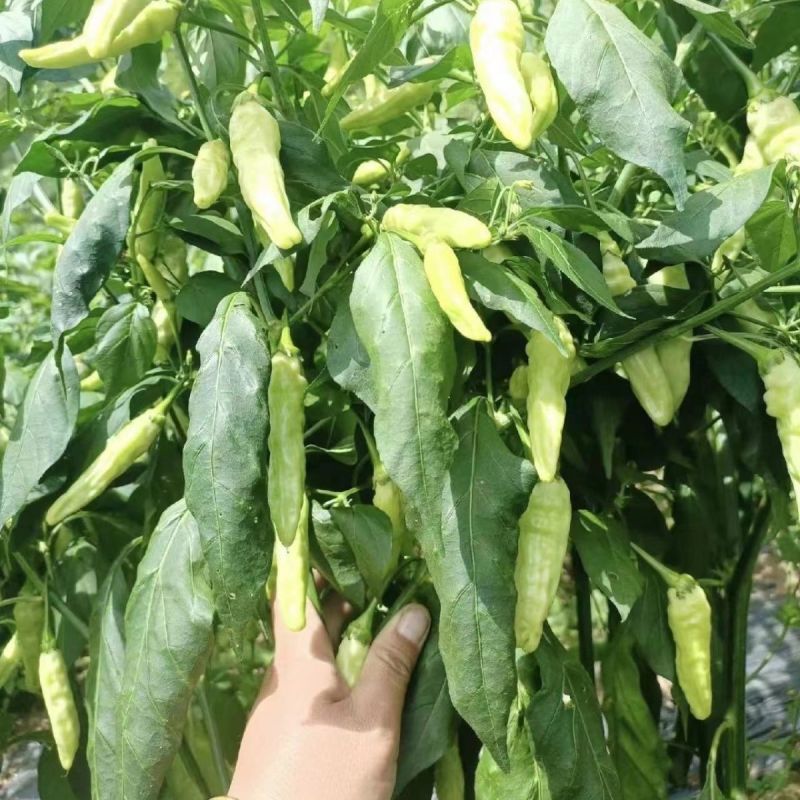 单身汉小米椒辣椒种子小米辣白米椒朝天椒辣椒泡椒种籽