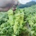 单身汉小米椒辣椒种子小米辣白米椒朝天椒辣椒泡椒种籽