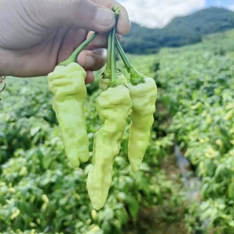 单身汉小米椒辣椒种子小米辣白米椒朝天椒辣椒泡椒种籽
