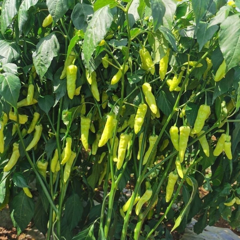 单身汉小米椒辣椒种子小米辣白米椒朝天椒辣椒泡椒种籽