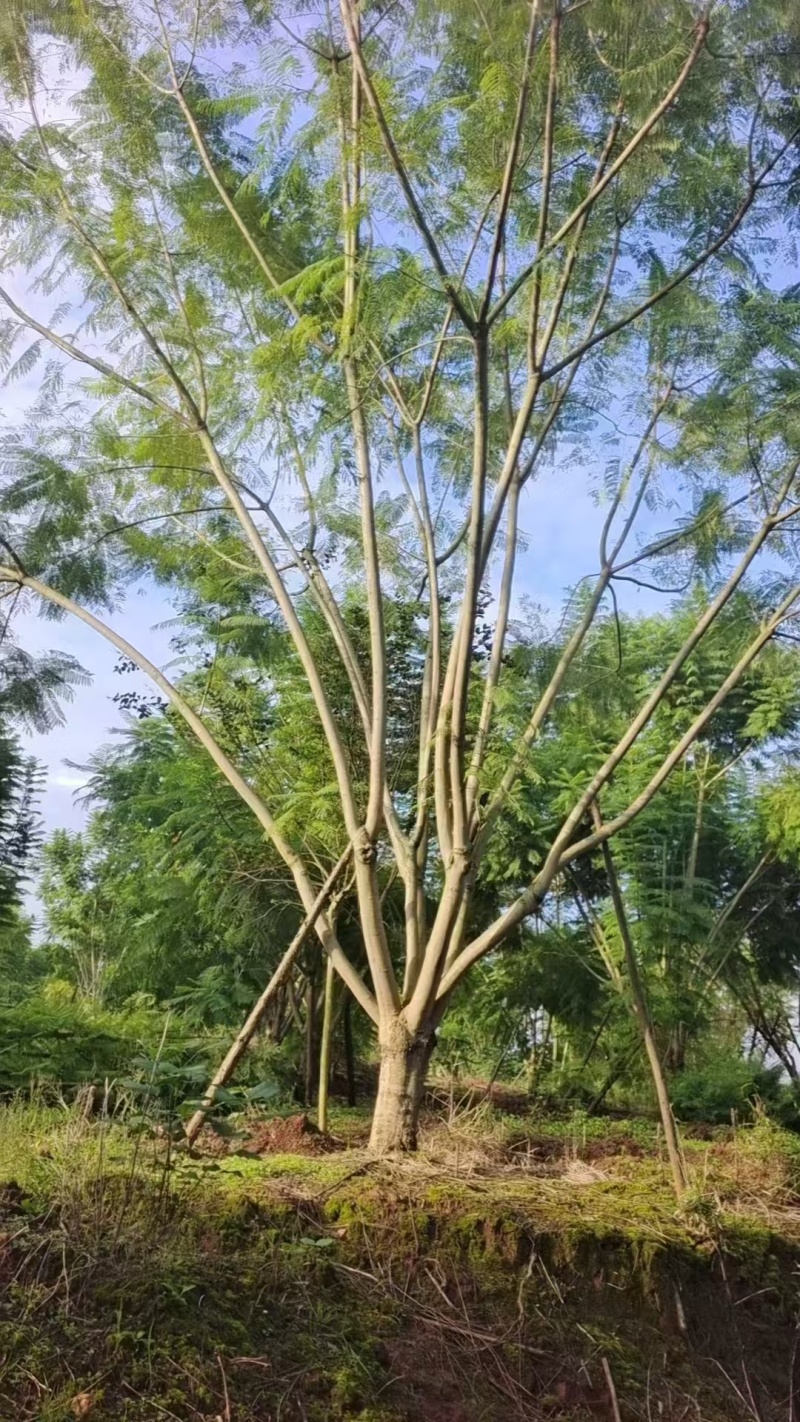 蓝花楹
