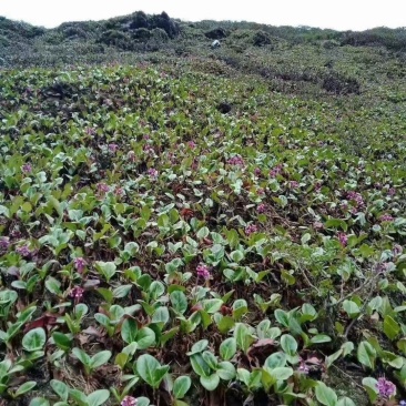 岩白菜云南产地又名岩菖蒲！！！！！！！！！！