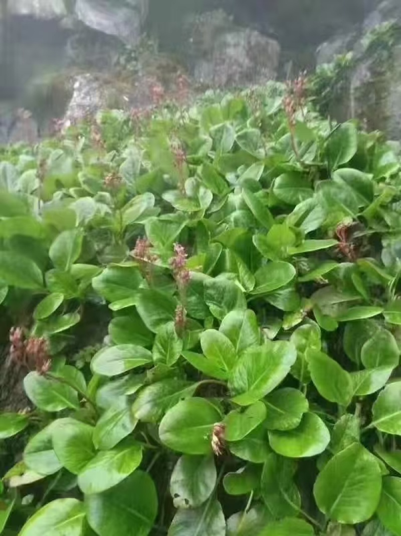 岩白菜云南产地又名岩菖蒲！！！！！！！！！！