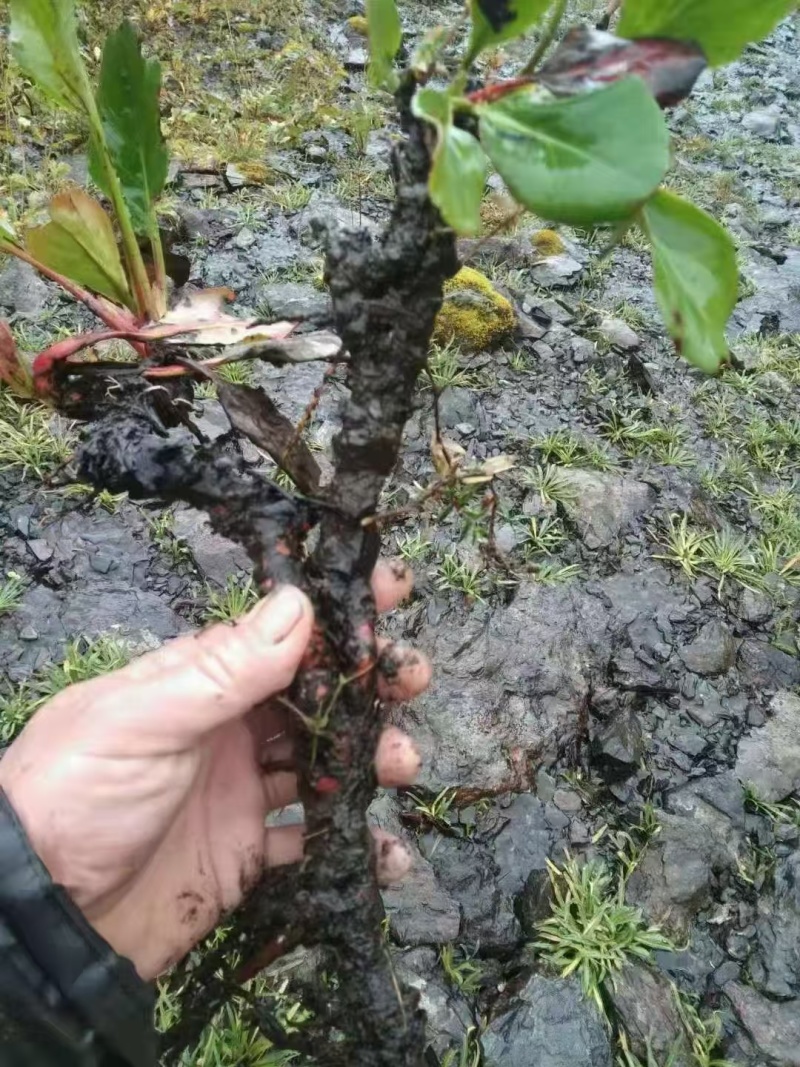 岩白菜云南产地又名岩菖蒲！！！！！！！！！！