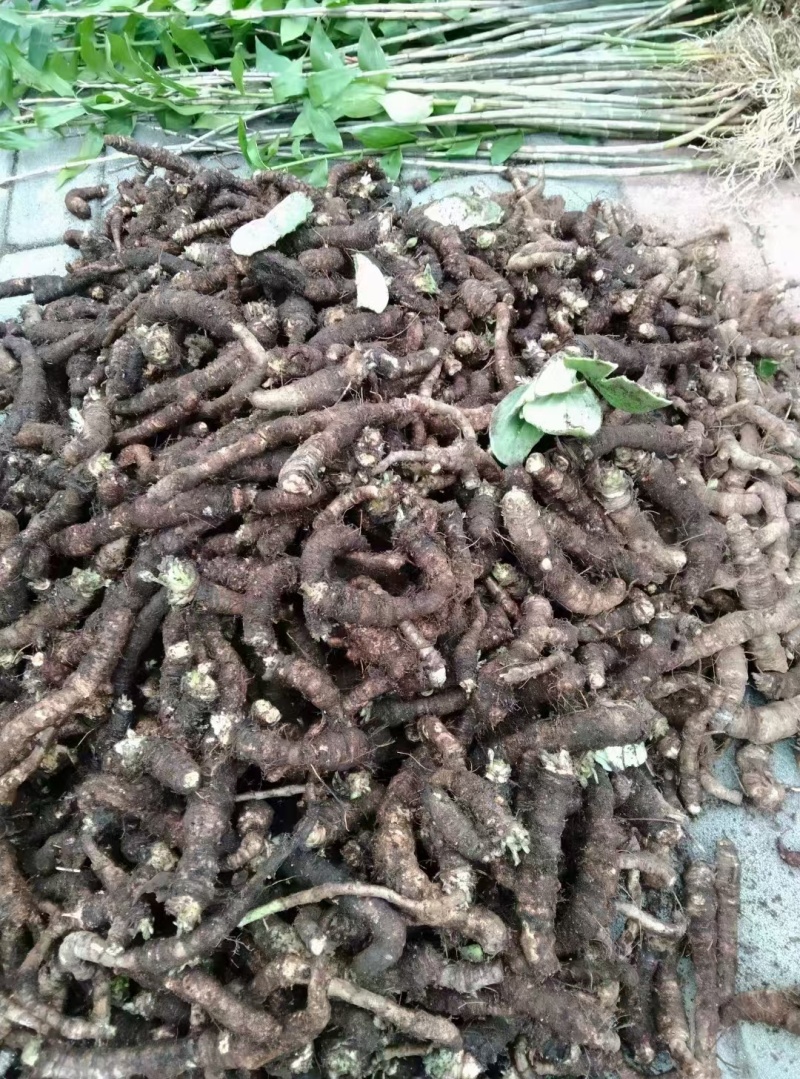 岩白菜云南产地又名岩菖蒲！！！！！！！！！！