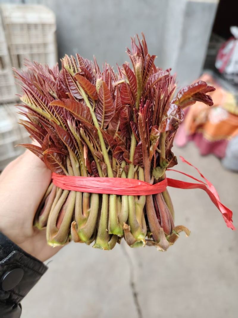 山东省泰安市，新鲜香椿芽大量上市，欢迎新老客户前来订购。