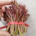 山东省泰安市，新鲜香椿芽大量上市，欢迎新老客户前来订购。