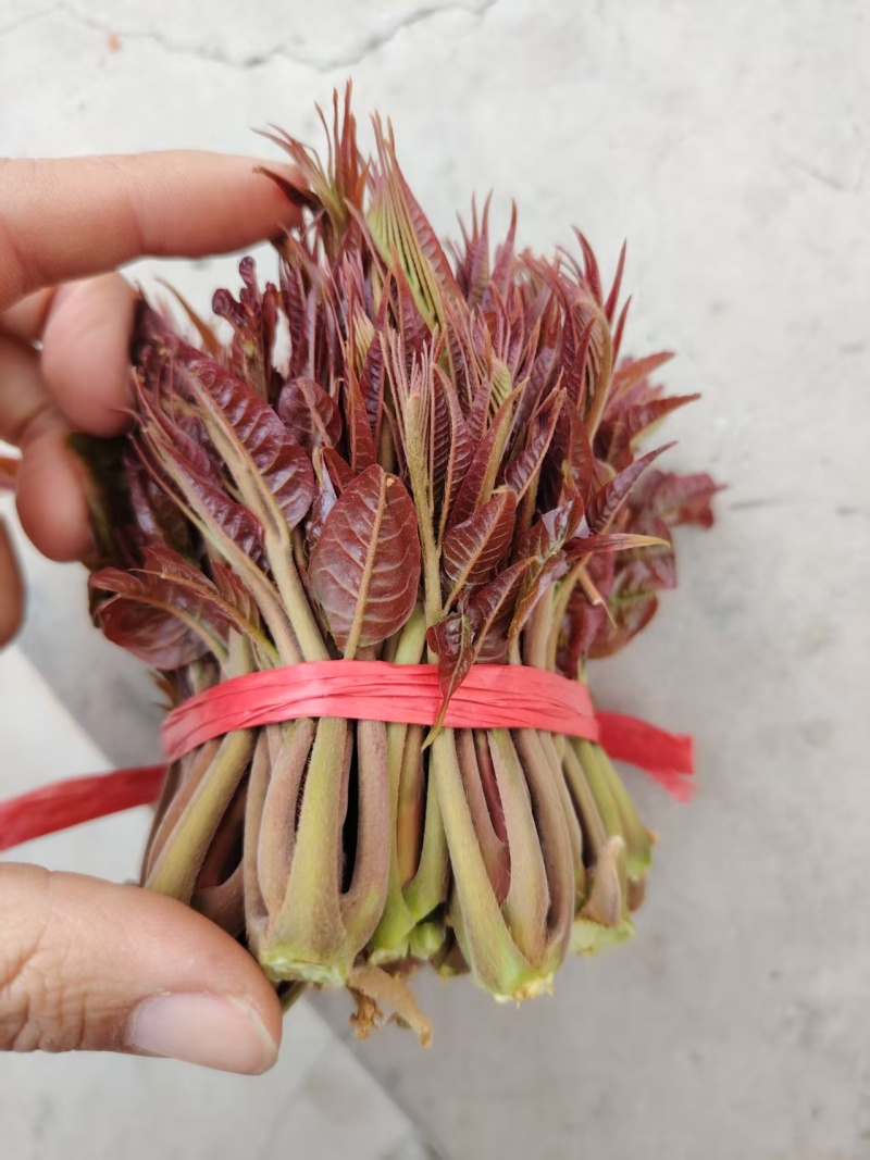 山东省泰安市，新鲜香椿芽大量上市，欢迎新老客户前来订购。