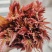 山东省泰安市，新鲜香椿芽大量上市，欢迎新老客户前来订购。