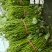 脱毒原种大田烟薯苗，烤油蜜薯型，大田苗基地直供，货源充足