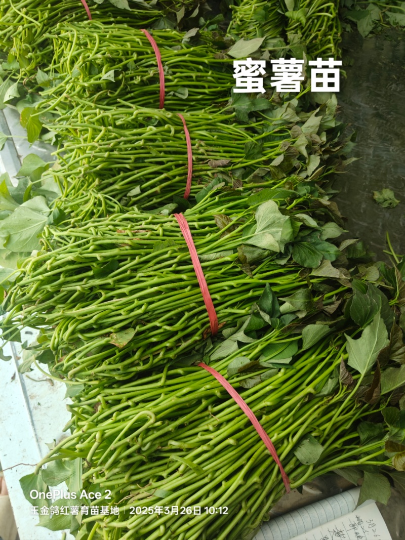 脱毒原种大田烟薯苗，烤油蜜薯型，大田苗基地直供，货源充足