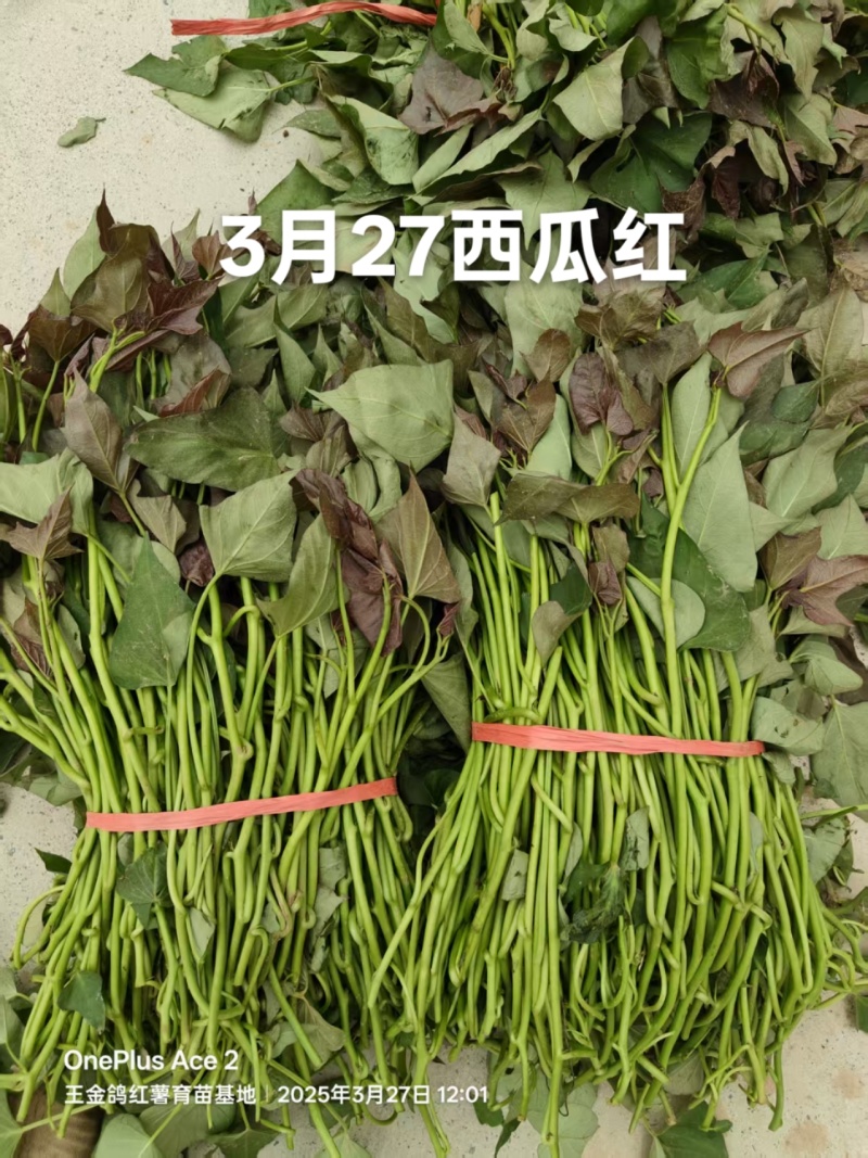试管扩繁大田西瓜红、成活率高结薯早，品相好，基地直供。
