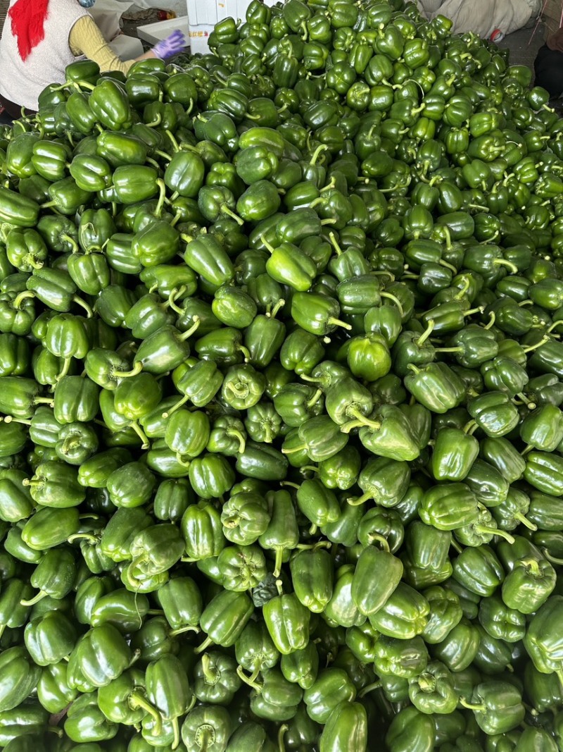 精品圆椒
