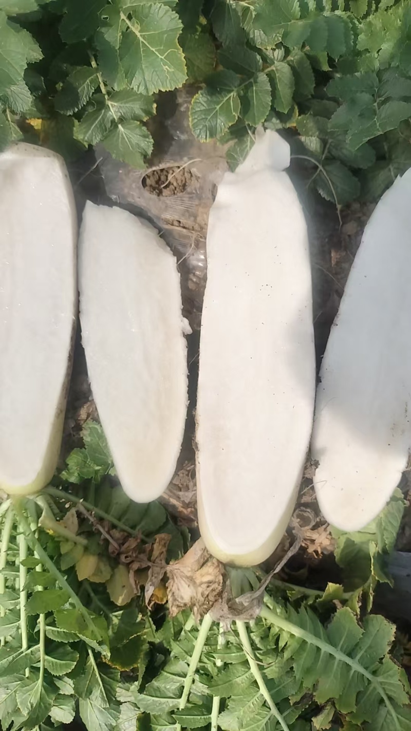 白萝卜泥货，水洗货大量供应，市场，超市，电商养殖都可以