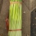 红帽蒜苔