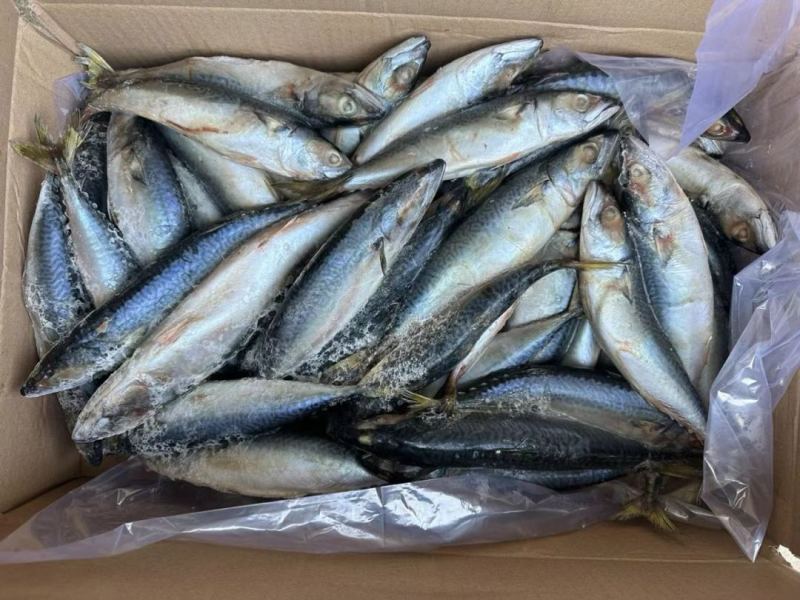 青占鱼鲐鱼30斤一件