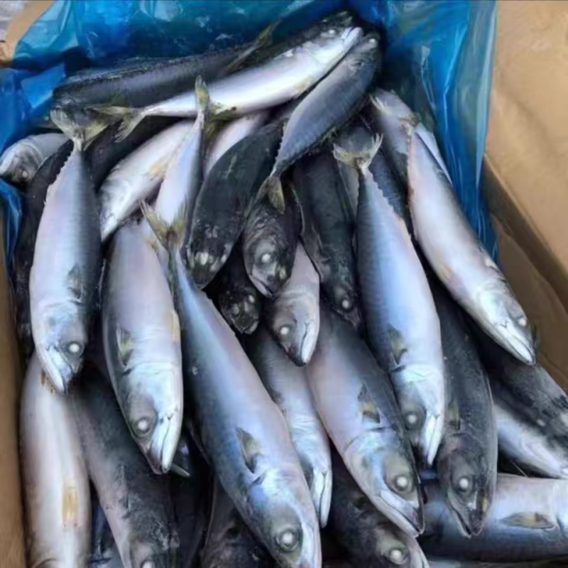 青占鱼鲐鱼30斤一件