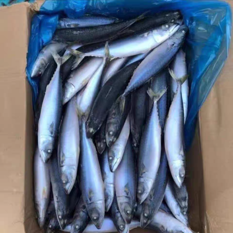 青占鱼鲐鱼30斤一件
